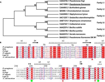 Directed Evolution of Pseudomonas fluorescens Lipase Variants With Improved Thermostability Using Error-Prone PCR